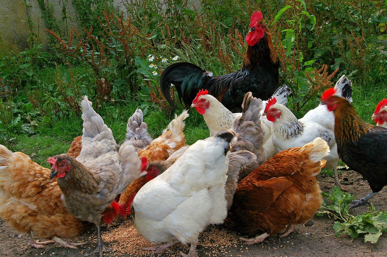 chicken-874507_1280