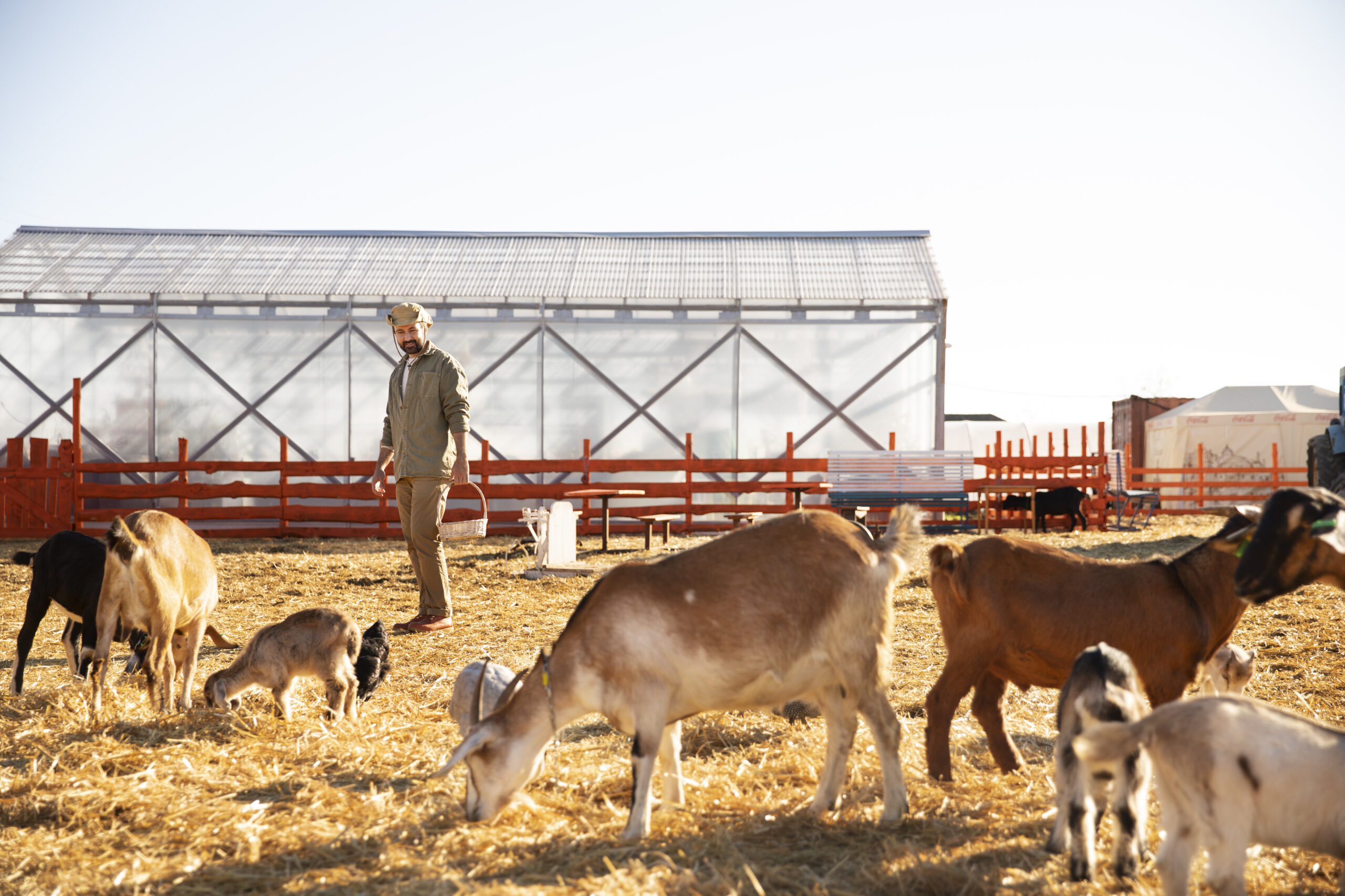 goats-farm-sunny-day