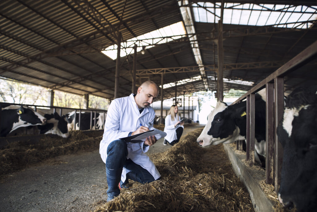 Group of veterinarians doctor checking health status of cattle at cows farm.