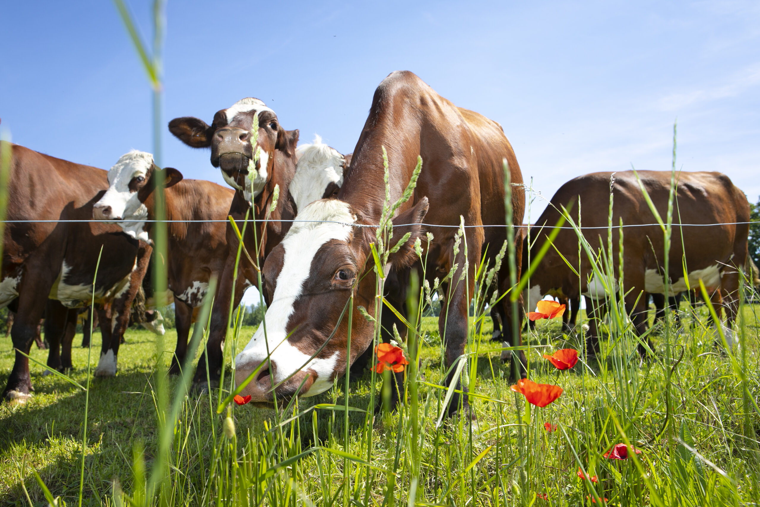 A herd of cows producing milk for Gruyere cheese in France in the spring