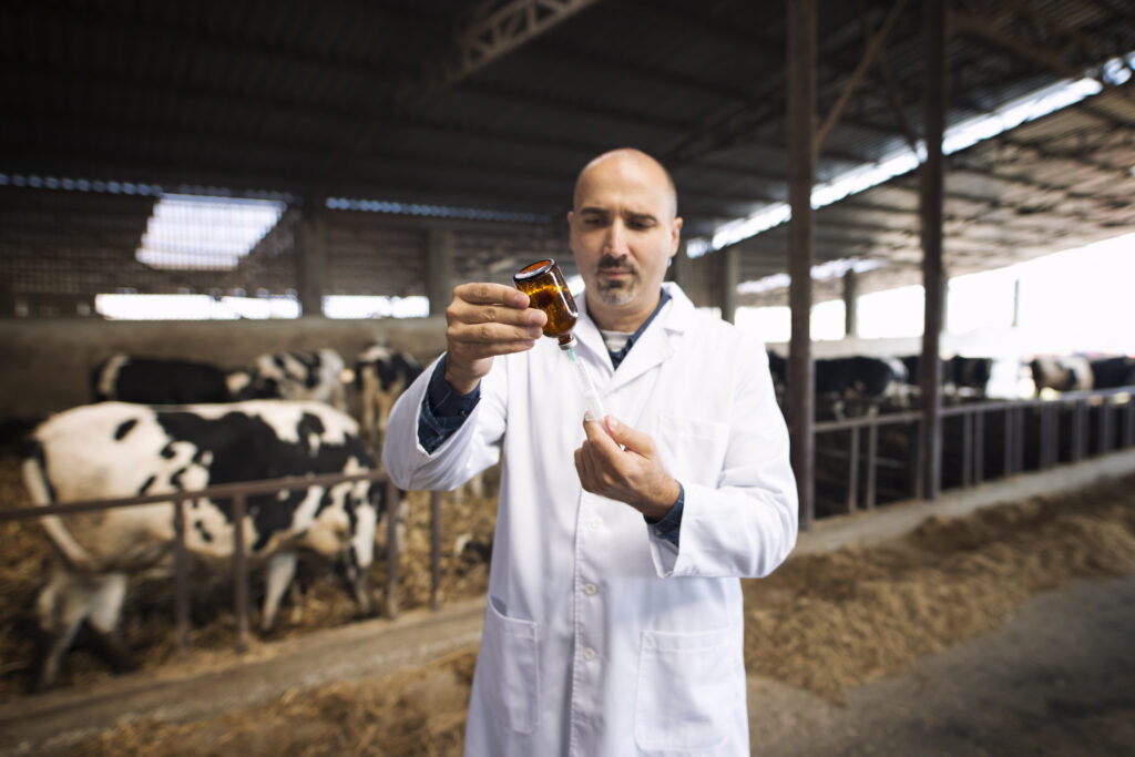 Veterinarian at cattle farm holding syringe and bottle preparing for vaccination.