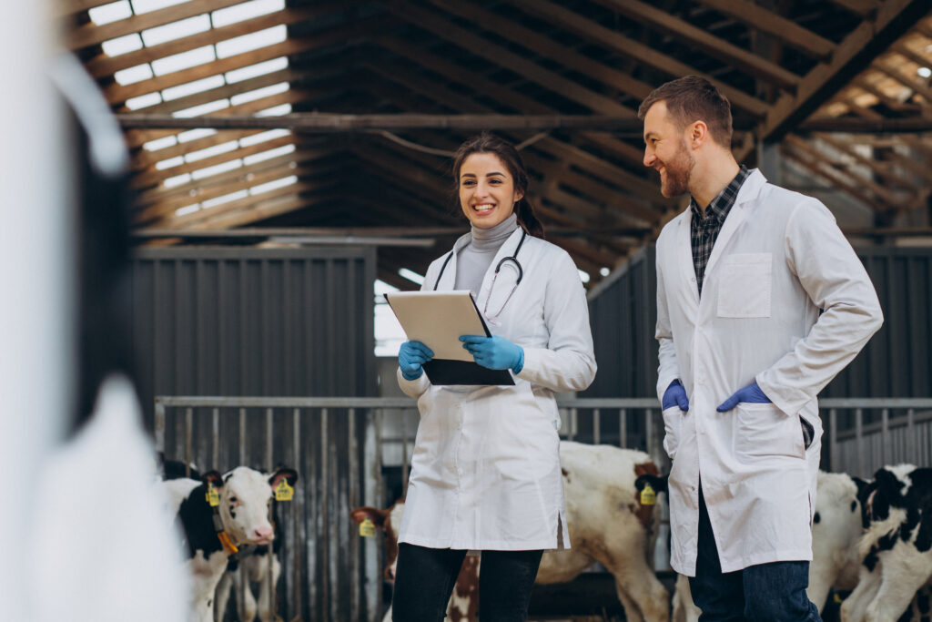 Veterinary at the farm walking in cowshed checking the cows
