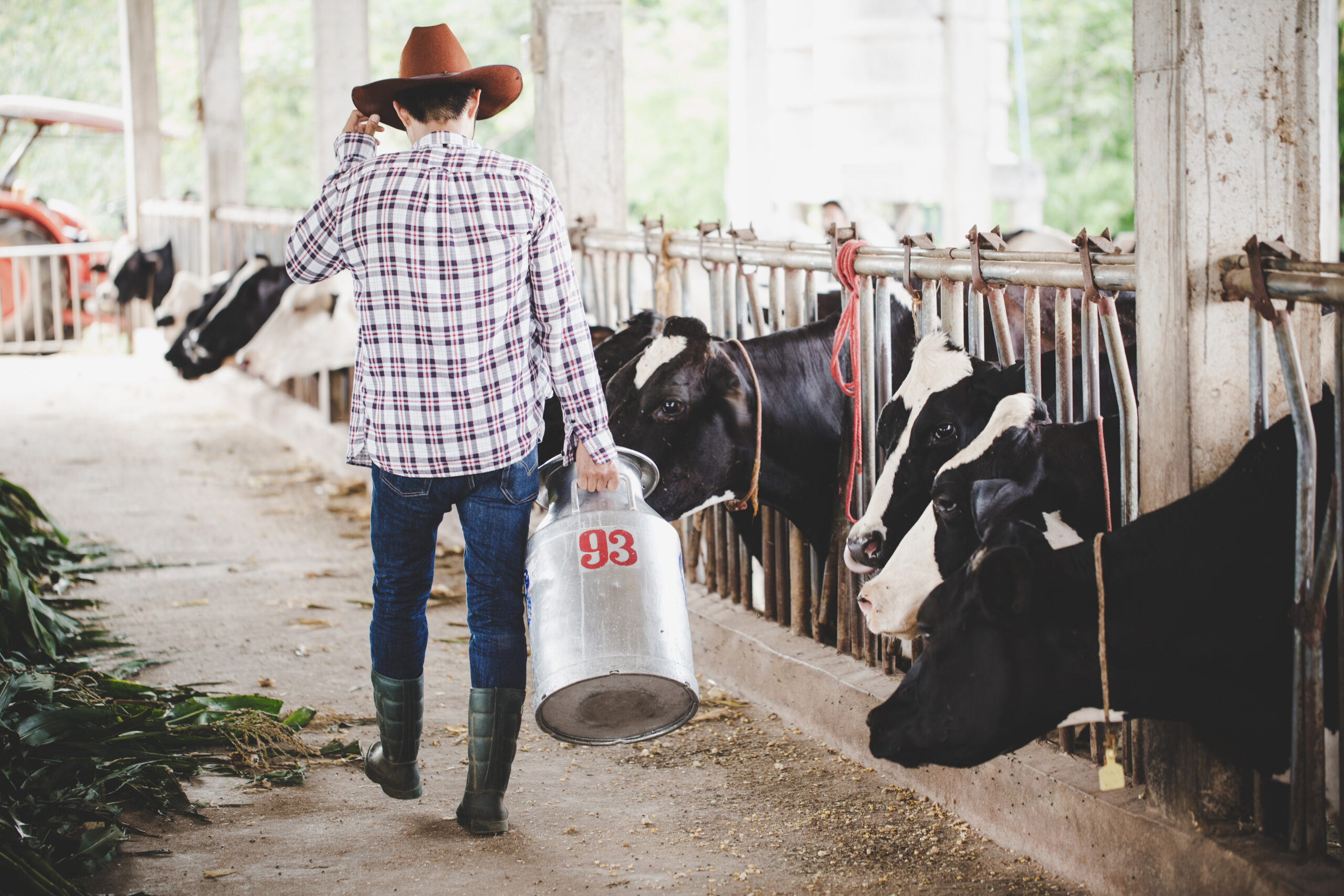 agriculture industry, farming, people and animal husbandry concept - young man or farmer with bucket walking along cowshed and cows on dairy farm
