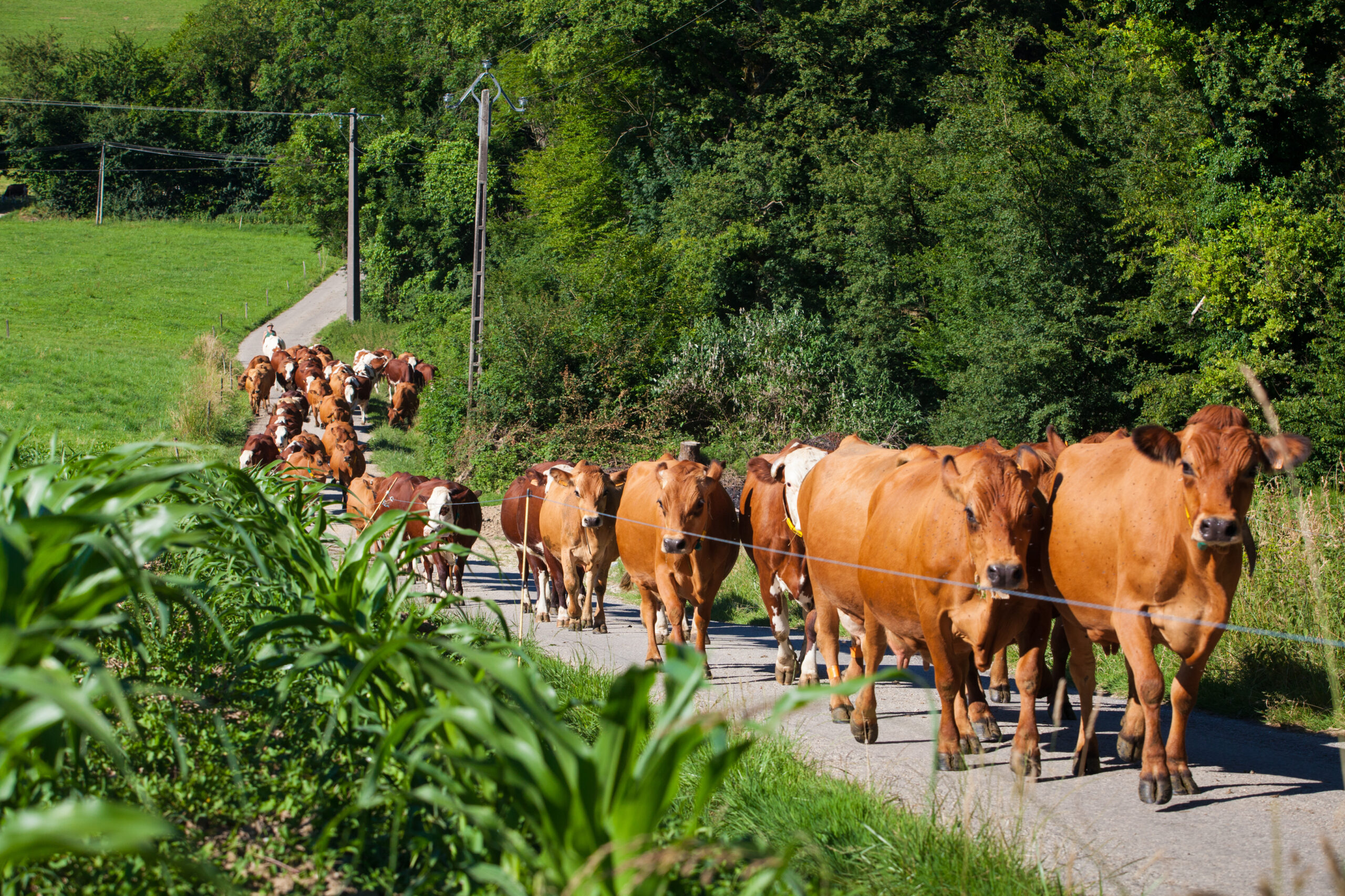 A herd of cows producing milk for Gruyere cheese in France in the spring